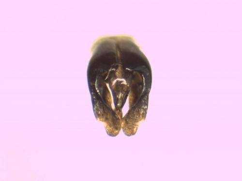 Andrena flavipes